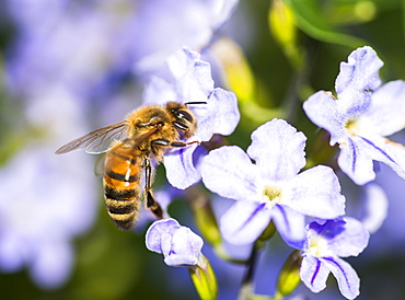 Wasp on flower