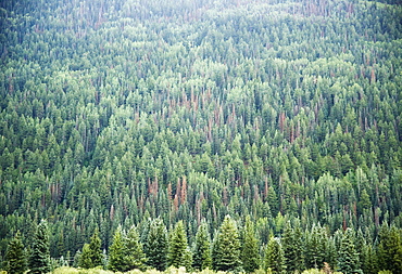 Pine Trees Telluride Colorado USA