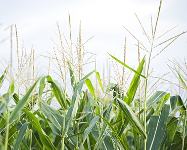 Cornfields in Minnesota USA