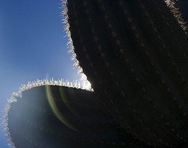 Sun shining behind cactus, Arizona, United States