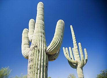 Low angle view of cactus, Arizona, United States