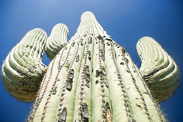 Low angle view of cactus, Arizona, United States