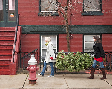 Women carrying Christmas tree on urban street