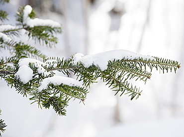 Snowy branch in winter