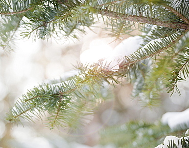 Snowy branch in winter