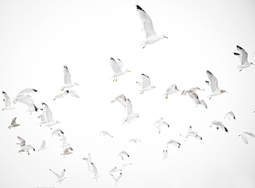 USA, New York State, Rockaway Beach, seagulls in flight