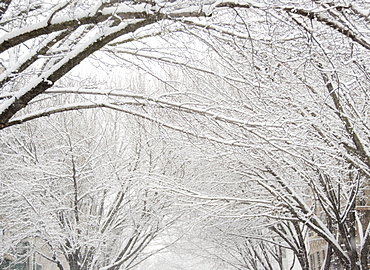 USA, New York State, Brooklyn, Williamsburg, snow on tree branches