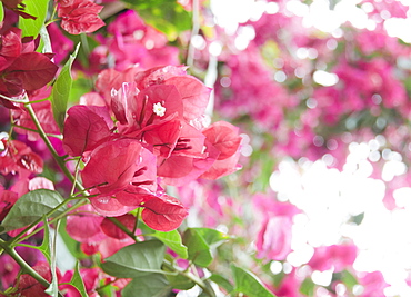 Bougainvillea flowers