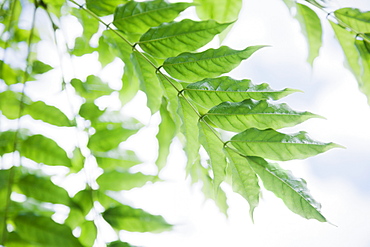 Close up of vine leaf