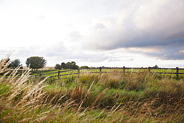 Ireland, County Westmeath, landscape with pasture