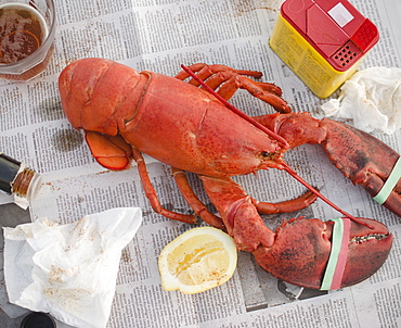 Raw lobster