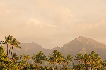 Landscape with palm trees, USA, Hawaii, Kauai, Hanalei Bay