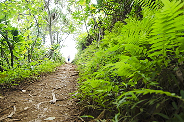 Kalalau Trail, Path in forest, USA, Hawaii, Kauai, Kalalau Trail