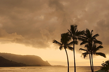 Palm trees at dusk, USA, Hawaii, Kauai, Hanalei Bay