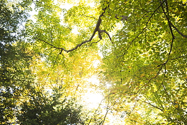 Tree canopy, Newtown, Connecticut