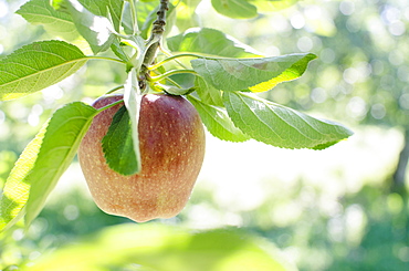 Ripe apple hanging from branch, USA, New York State, Warwick