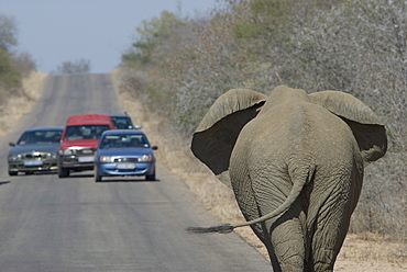 Cars stopping to watch elephant on road