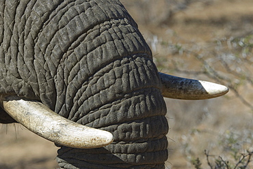 Close up of elephant trunk and tusk