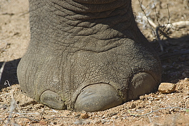 Close up of elephant foot