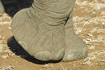 Close up of elephant foot