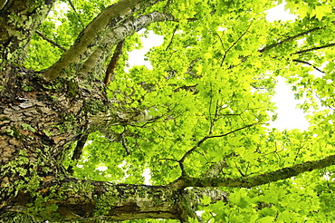 A tree