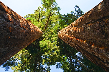 A forest of trees