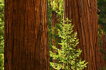 A forest of trees