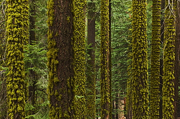 A forest of trees