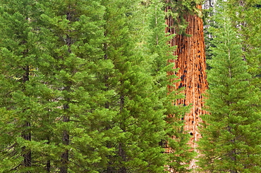 A forest of trees