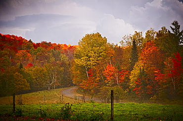 Fall Foliage