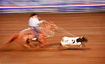 Calf roping