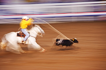 Calf roping