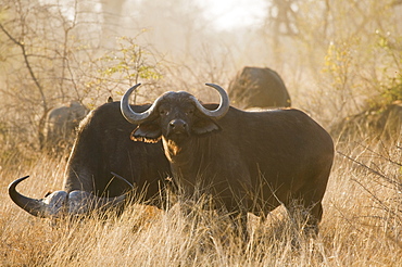 Wild water buffalo grazing