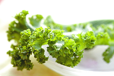 Detail of lettuce leaf