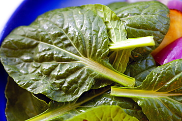 Tatsoi greens