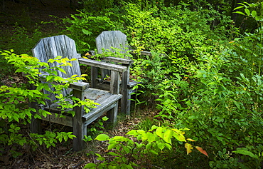 Wooden chairs in greenery, USA, New York State, New York City, Central Park 