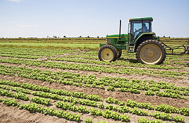 Tractor in field, Florida, United States