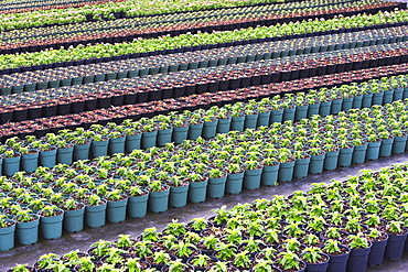 Rows of nursery plants