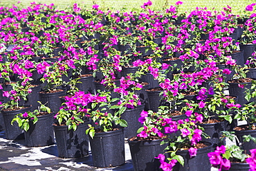 Rows of potted flowers