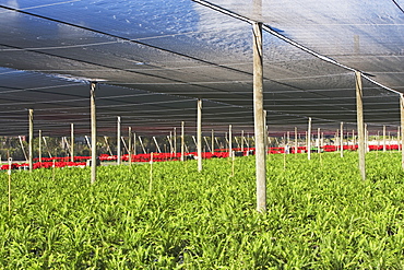 Plants growing in greenhouse