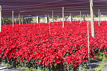 Flowers growing in greenhouse