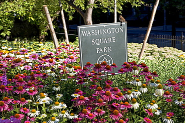 Flowers in Washington Square Park