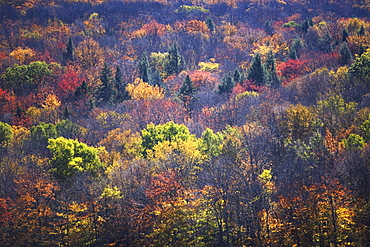 USA, Vermont, high angle view of forest