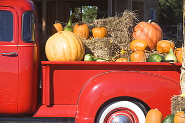 USA, New York, Peconic, pickup truck loaded with pumpkins