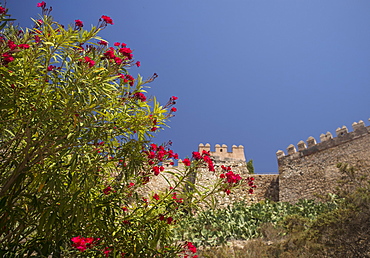 Flowering plant against fortified wall, Almeria, Spain