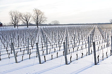 USA, New York, Cutchoge, snow-covered vineyard