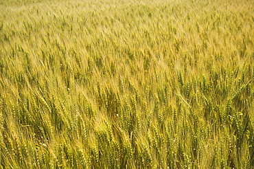 View of wheat field