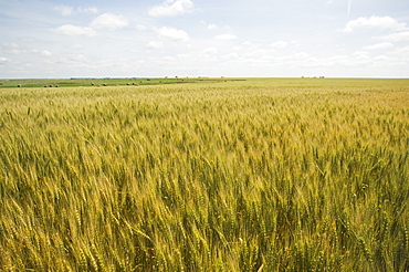 View of wheat field