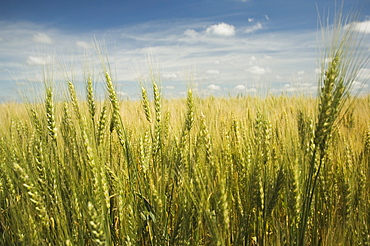 Close up of wheat in field