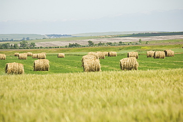 View of wheat field and hay bales